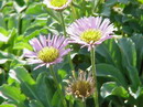 Alpine aster